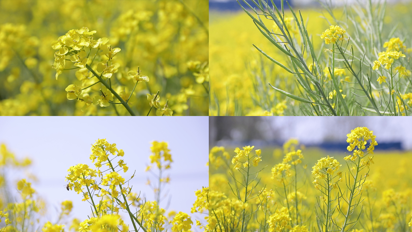 油菜花视频素材