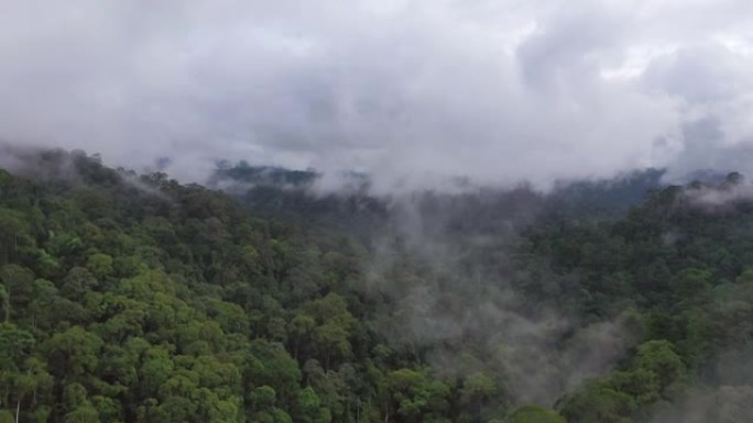 婆罗洲热带雨林，婆罗洲丛林