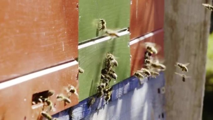 超慢动作微距射击蜜蜂在家庭五颜六色的养蜂场。蜜蜂将新鲜的花蜜带入蜂巢。阳光照在翠雀上。