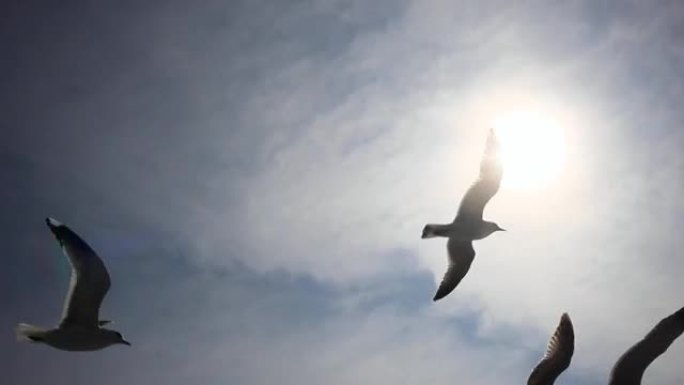 海鸥在蓝天白云的背景下自由飞行，韩国釜山。