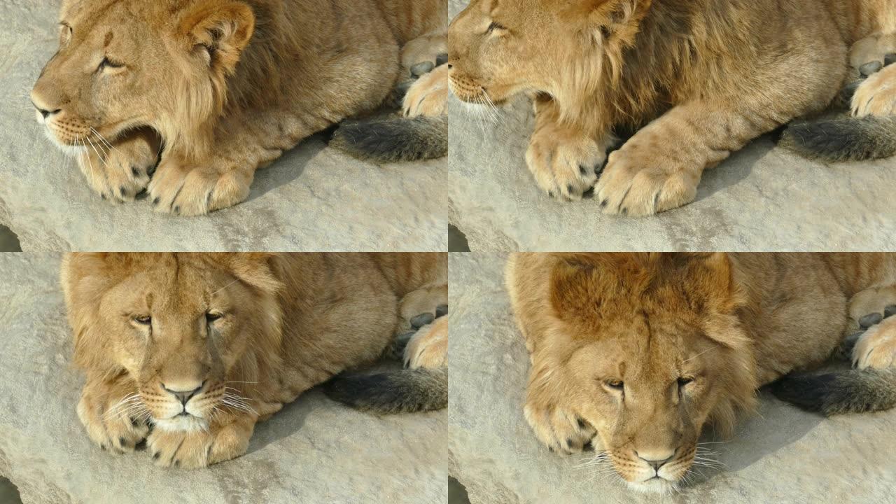 幼狮在岩石上休息雄狮野生动物园