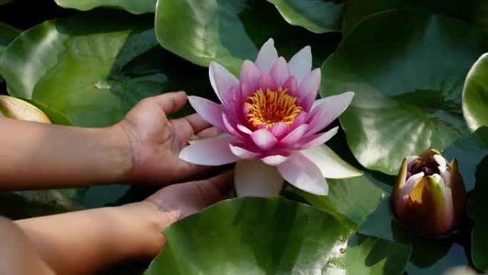 一个女人正在池塘里摸一朵荷花。一个女人手里拿着一朵莲花。美丽的粉红色花朵特写-在晴朗的晴天冥想中。