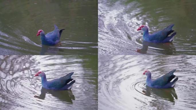 紫色Swamphen在水中慢动作游泳