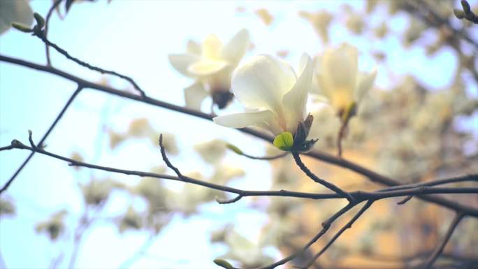 白玉兰花 春暖花开 玉兰花 春色 春分