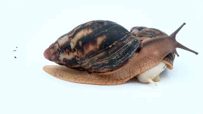 一只棕色的大Achatina蜗牛向另一只蜗牛爬行。非洲蜗牛，在家里养宠物。