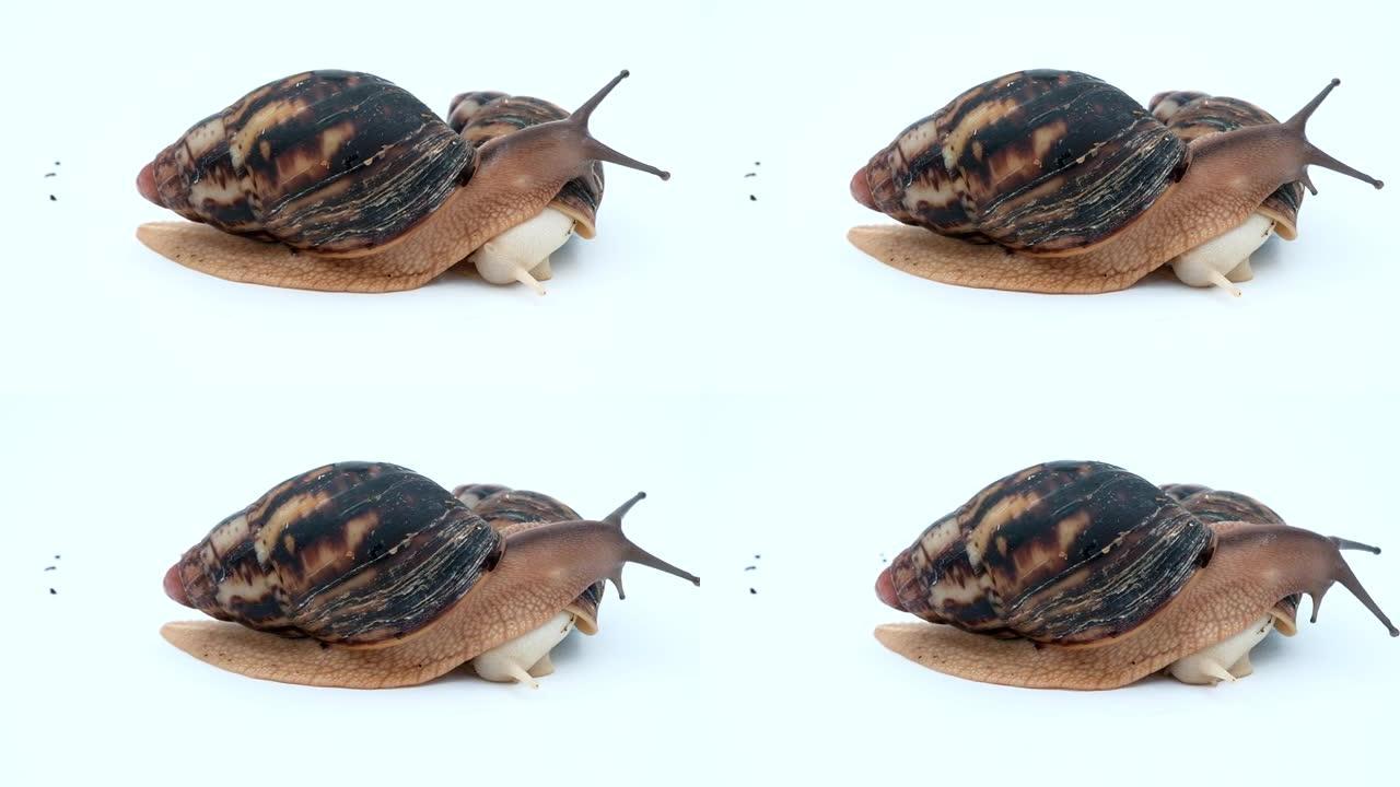 一只棕色的大Achatina蜗牛向另一只蜗牛爬行。非洲蜗牛，在家里养宠物。