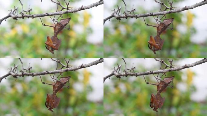 枯叶螳螂，脱垂的干燥剂，被发现挂在干燥的树枝上。