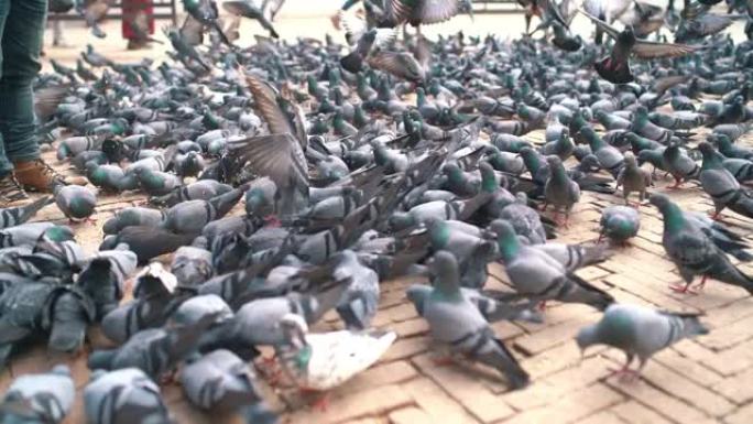 一群鸽子在瓷砖方形上拍打翅膀，以草料为食