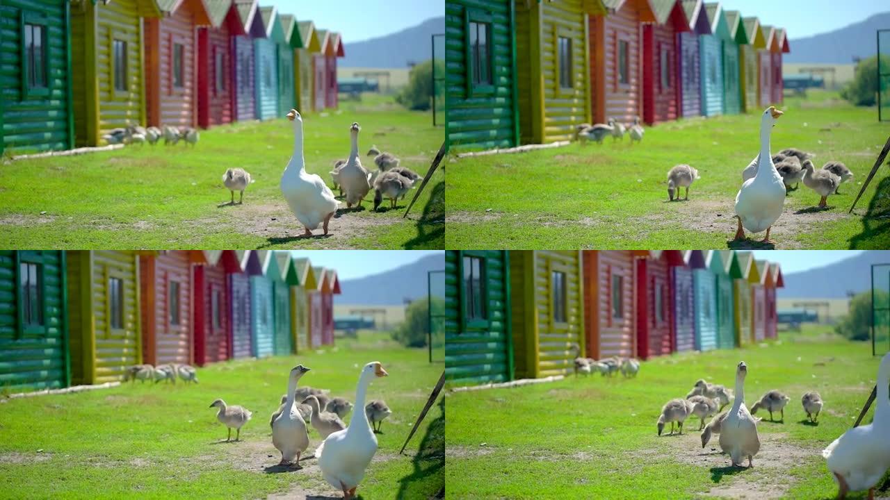 有爱心的鹅和小鹅在动物牧场上自由行走