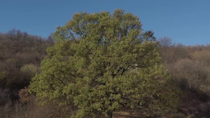 从栎属空中视频飞越橡树