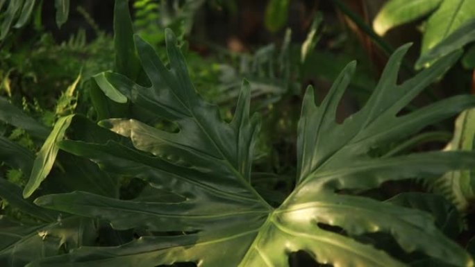 特写热带植物的绿色雕刻叶子。