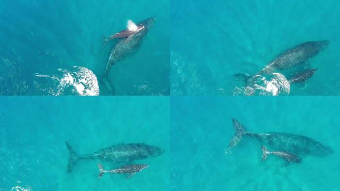 座头鲸母牛和小牛在夏威夷毛伊岛海岸游泳