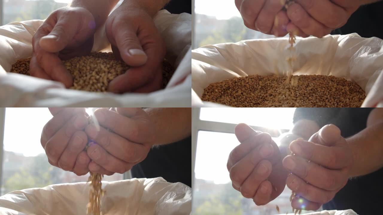 大麦种子酿造大师的手。啤酒厂的大麦。特写。慢动作