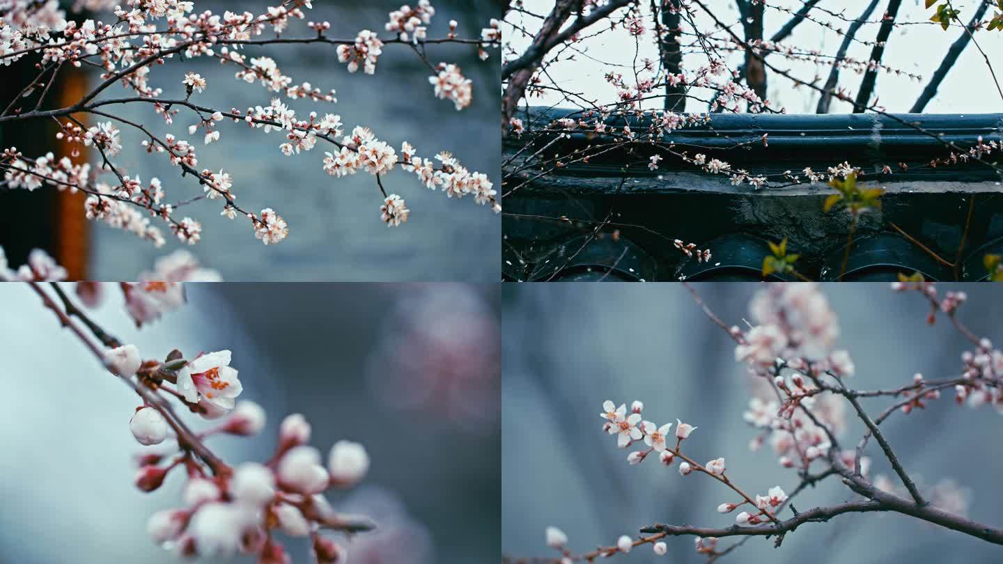 唯美古风意境春天桃花盛开