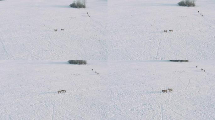 白天和自由的马在雪地草地上吃草。柏油马。
