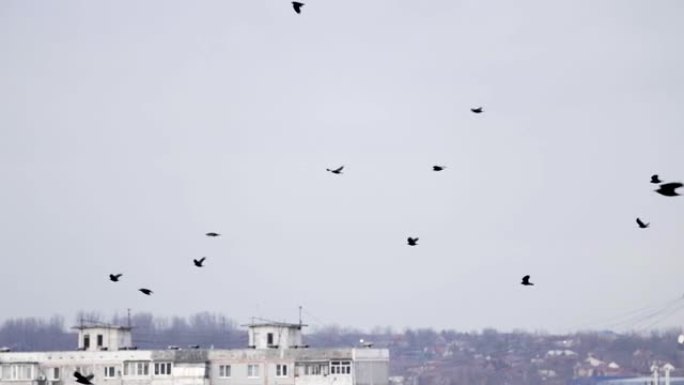 成群的乌鸦以不完美的形式飞翔。慢动作，鸟儿编队飞行。迁徙更大的鸟类编队飞行。大群鸟