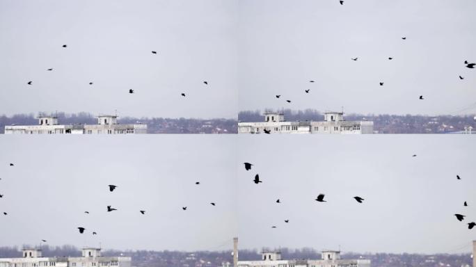 成群的乌鸦以不完美的形式飞翔。慢动作，鸟儿编队飞行。迁徙更大的鸟类编队飞行。大群鸟