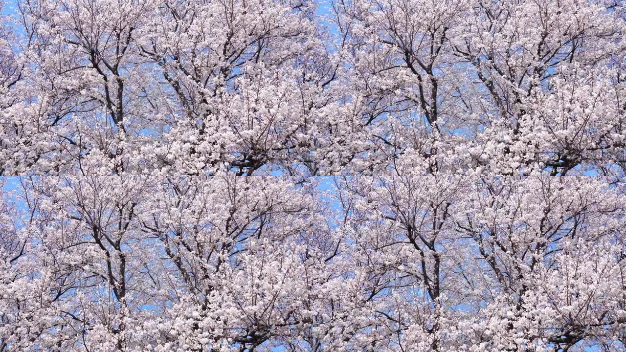 樱花景观蓝天花背景