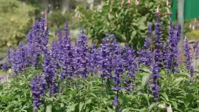 美丽的紫色花朵薰衣草在花园中绽放和花瓣，季节春季或夏季，生态与环境，植物学在草地上，花卉在野外自然背