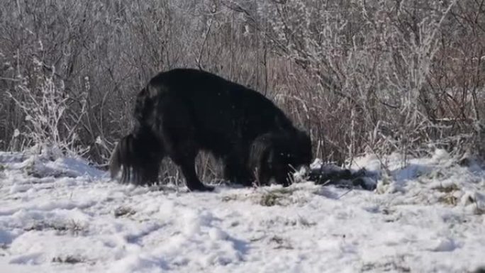 一只黑狗嗅着雪。