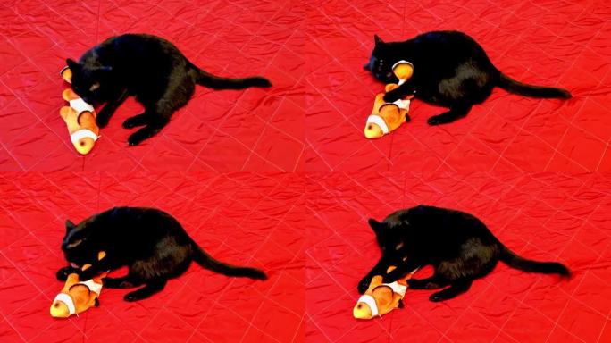 猫玩泰迪鱼