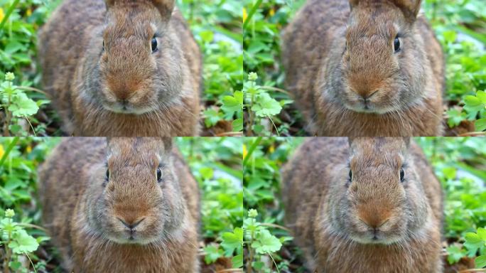 棕色蓬松的家兔大耳朵坐在绿色草地上春季特写，复活节兔子为复活节。
