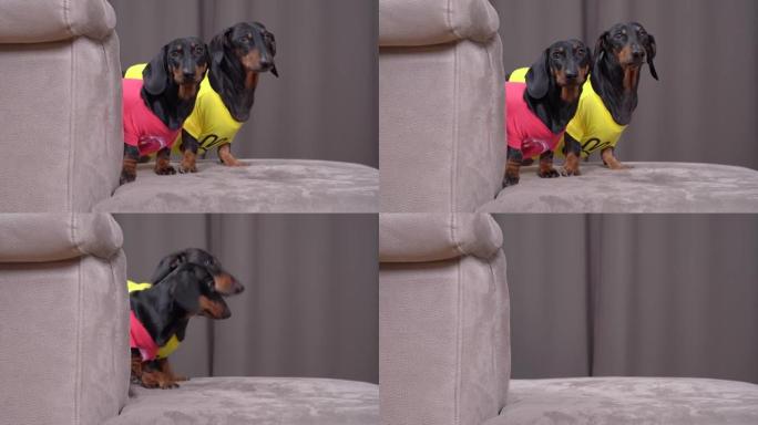 穿着明亮t恤的好奇的年轻腊肠狗从柔软的灰色靠垫后面看，藏在轻便客厅的沙发上。