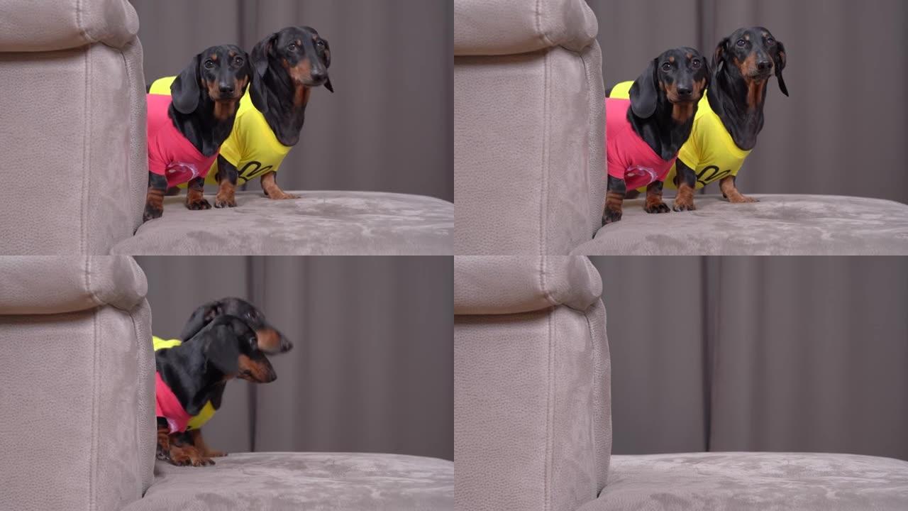 穿着明亮t恤的好奇的年轻腊肠狗从柔软的灰色靠垫后面看，藏在轻便客厅的沙发上。