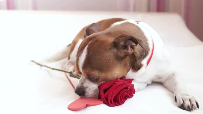 吉娃娃狗领结，红玫瑰和心脏躺在床上。情人。