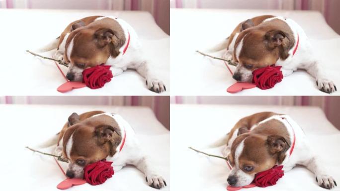 吉娃娃狗领结，红玫瑰和心脏躺在床上。情人。