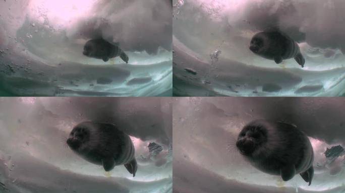 西伯利亚贝加尔湖水下冰中的鳍状海豹。