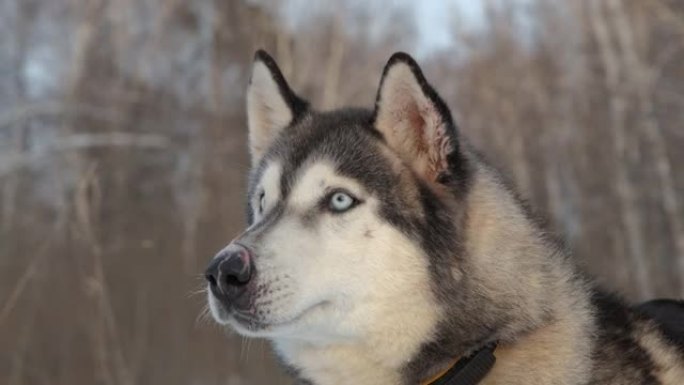 鼻子上有疤痕的阿拉斯加雪橇犬
