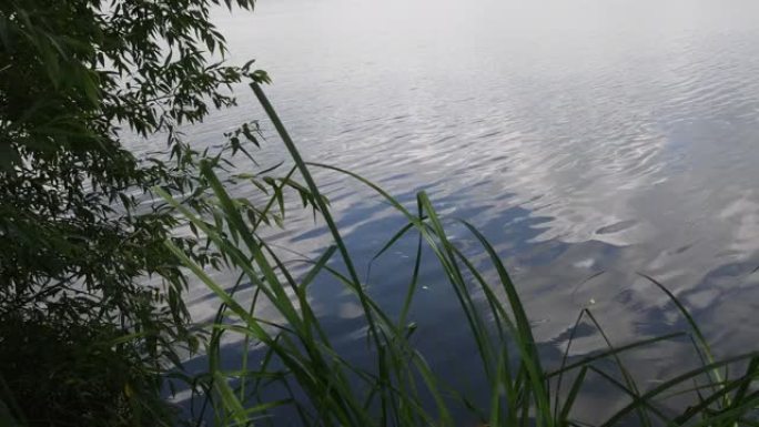 河岸上有植物和树枝在波纹状的湖水面上生长，并在风中摇摇性