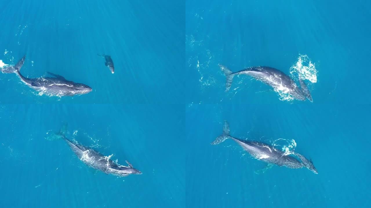 驼背小牛在夏威夷毛伊岛海岸与母亲玩耍