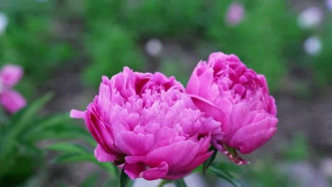 花园里盛开的美丽牡丹。鲜花背景。特写。牡丹在风中飘动