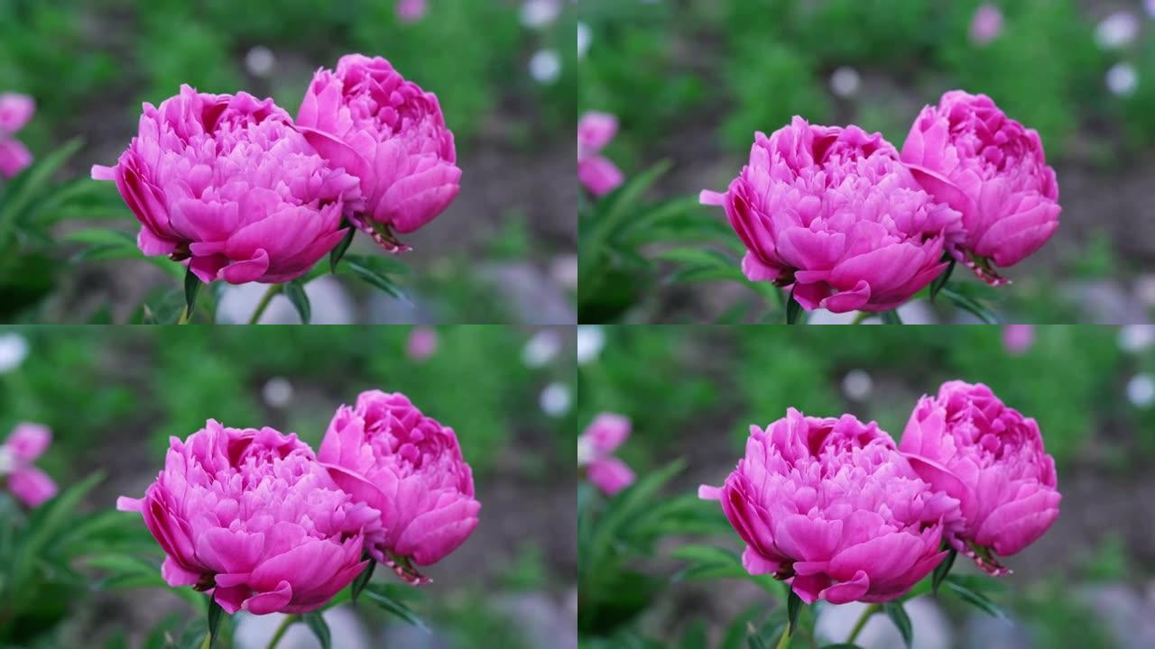 花园里盛开的美丽牡丹。鲜花背景。特写。牡丹在风中飘动