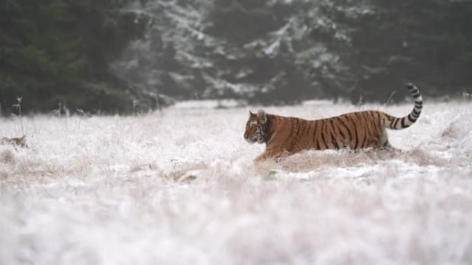 老虎在森林附近冰冻的草地上行走，到另一只隐藏在高高的草丛后面的老虎。