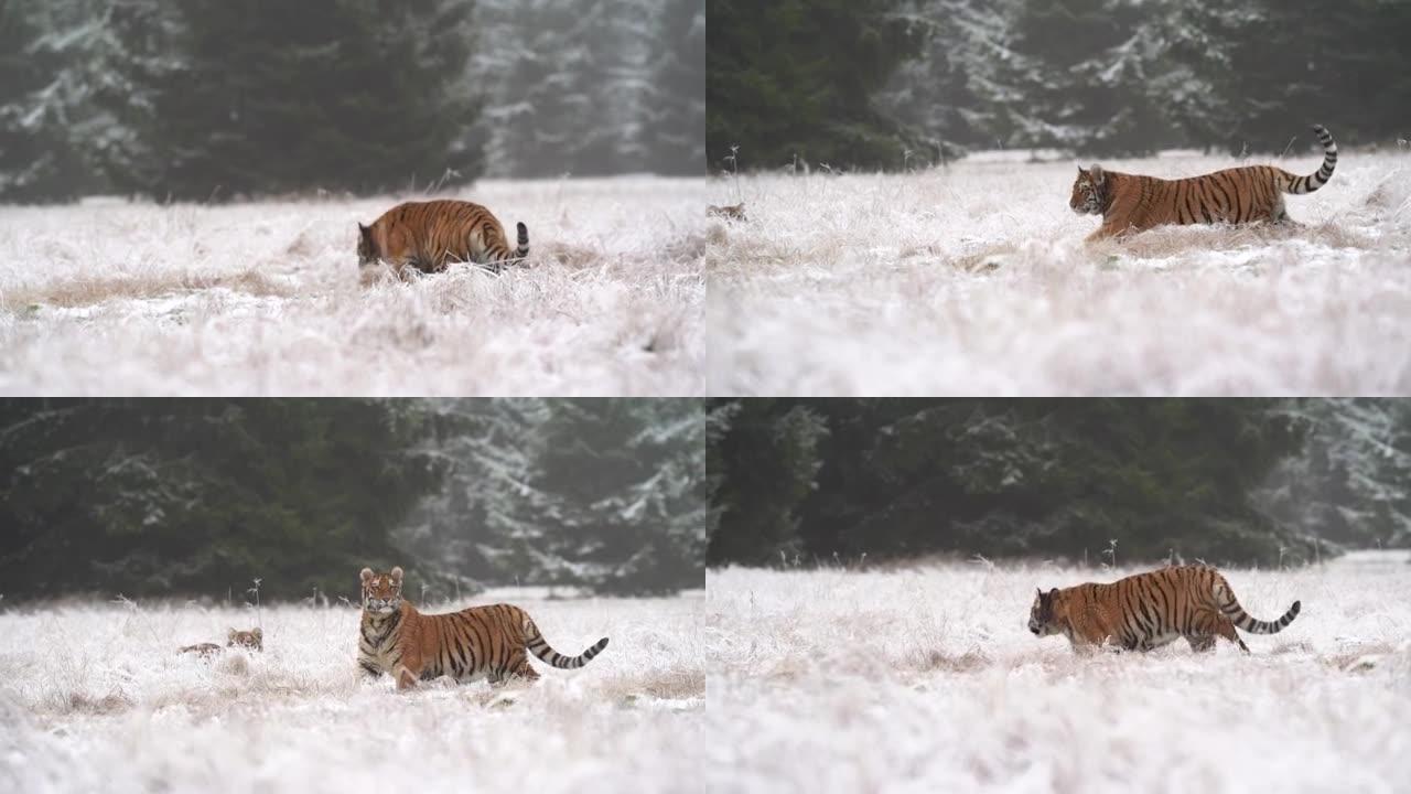 老虎在森林附近冰冻的草地上行走，到另一只隐藏在高高的草丛后面的老虎。