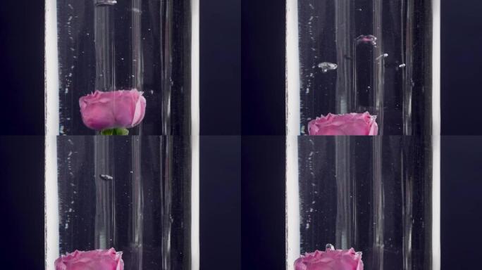 一朵粉红色的玫瑰花以慢动作落入水中