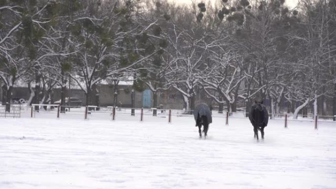 一群在雪地里奔跑的马