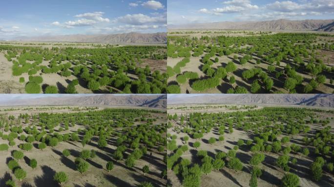 植树造林  沙漠绿化 环境治理
