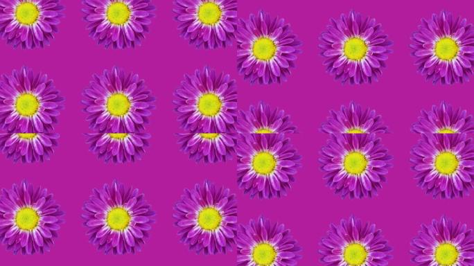 紫罗兰色背景上的紫罗兰色菊花图案。简单的运动图形花卉动画