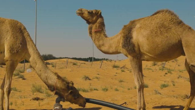 关闭阿拉伯联合酋长国迪拜沙漠沙丘中的两只骆驼饮用水。4k分辨率。