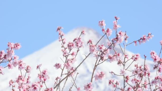 早春杏仁或樱花在白雪覆盖的火山山峰的背景下