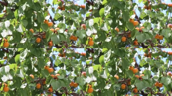 杏。杏树。大熟杏子在树枝上特写。收获时间。天然甜食和维生素