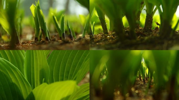 破土而出 植物生长