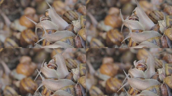 许多蜗牛聚集起来。在农场饲养蜗牛。螺旋aspersa最大值