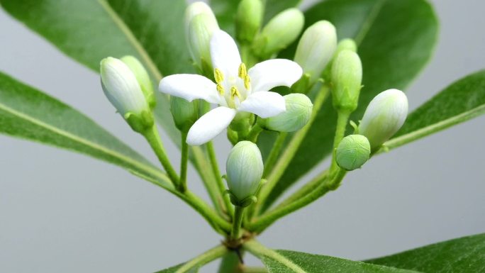 白色 花卉 海桐 开花 延时摄影