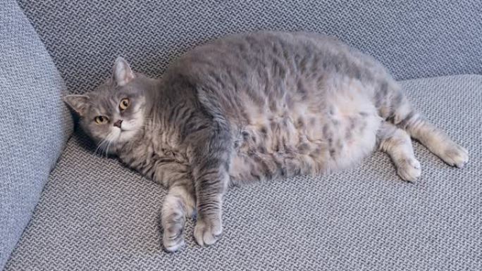 胖英国猫躺在沙发上