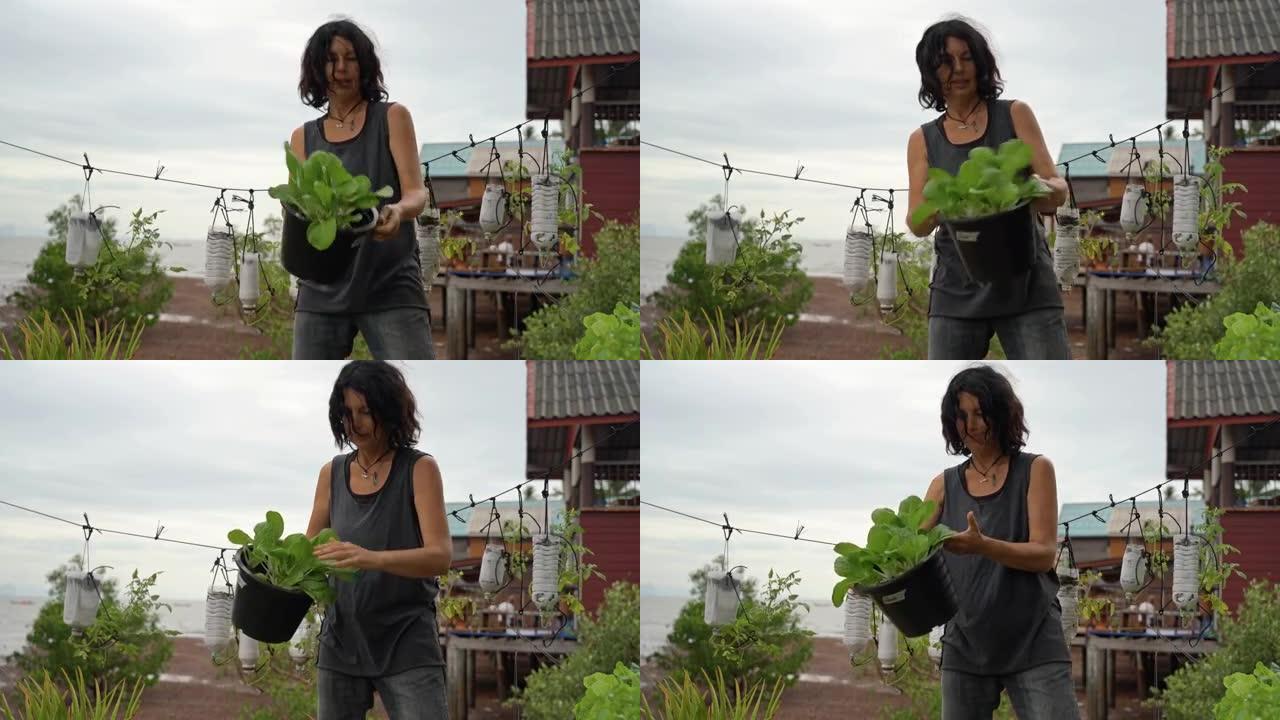 Vlogging教程如何在花盆中种植瑞士甜茶